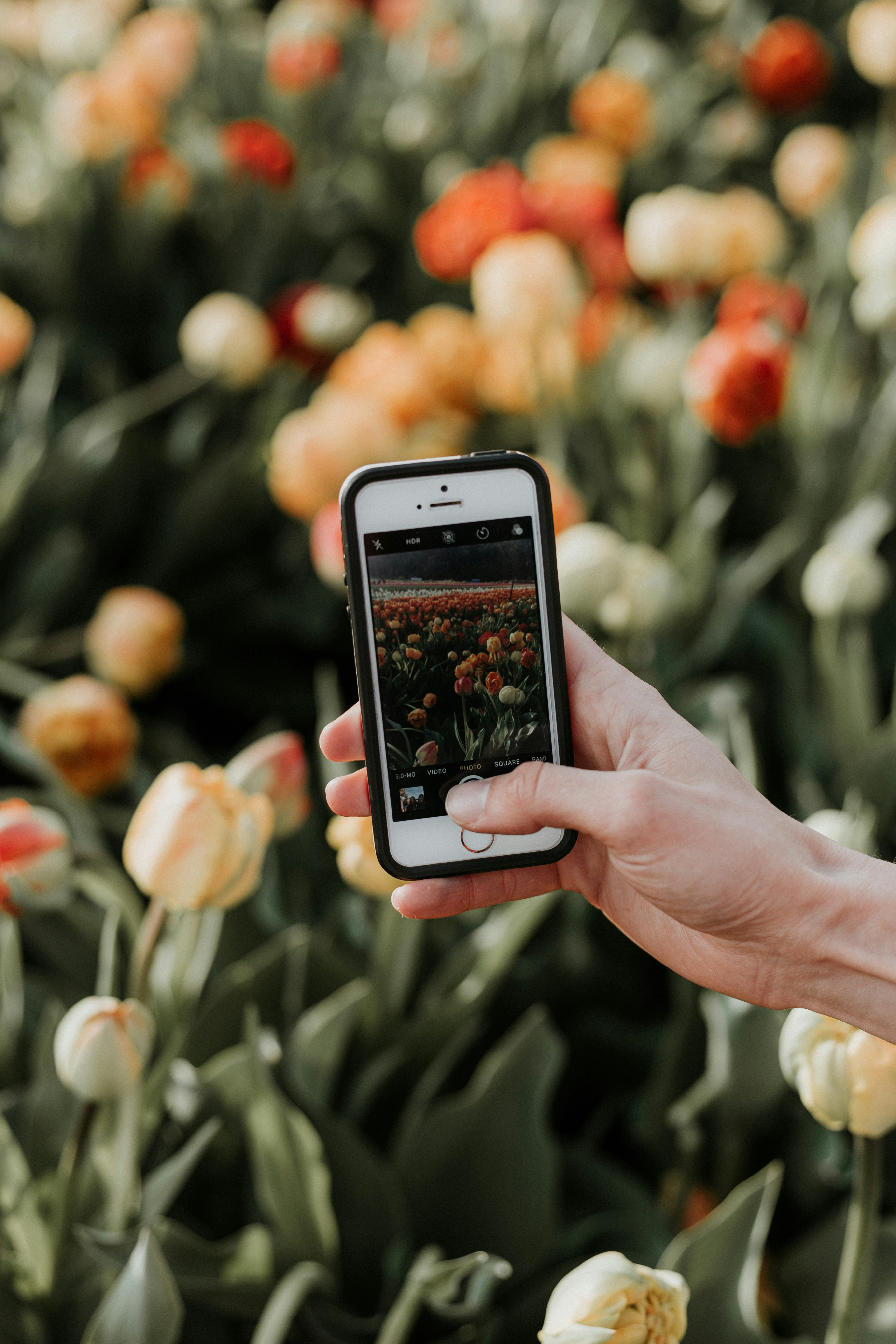 someone taking a picture of tulips with an iphone 6